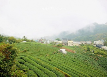 林園製茶-茶葉DIY-採茶製茶體驗 茶園工廠參觀導覽(2人)
