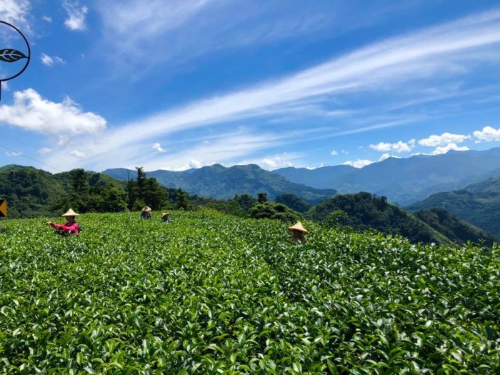 生力農場-採茶雙人製茶體驗(限定3-11月)