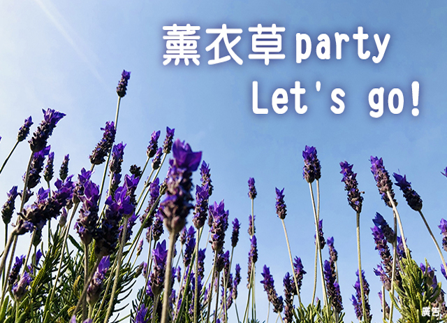 薰衣草 party let's go!